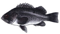 Blackrockfish medium
