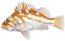 Copper rockfish fishid2 thumb