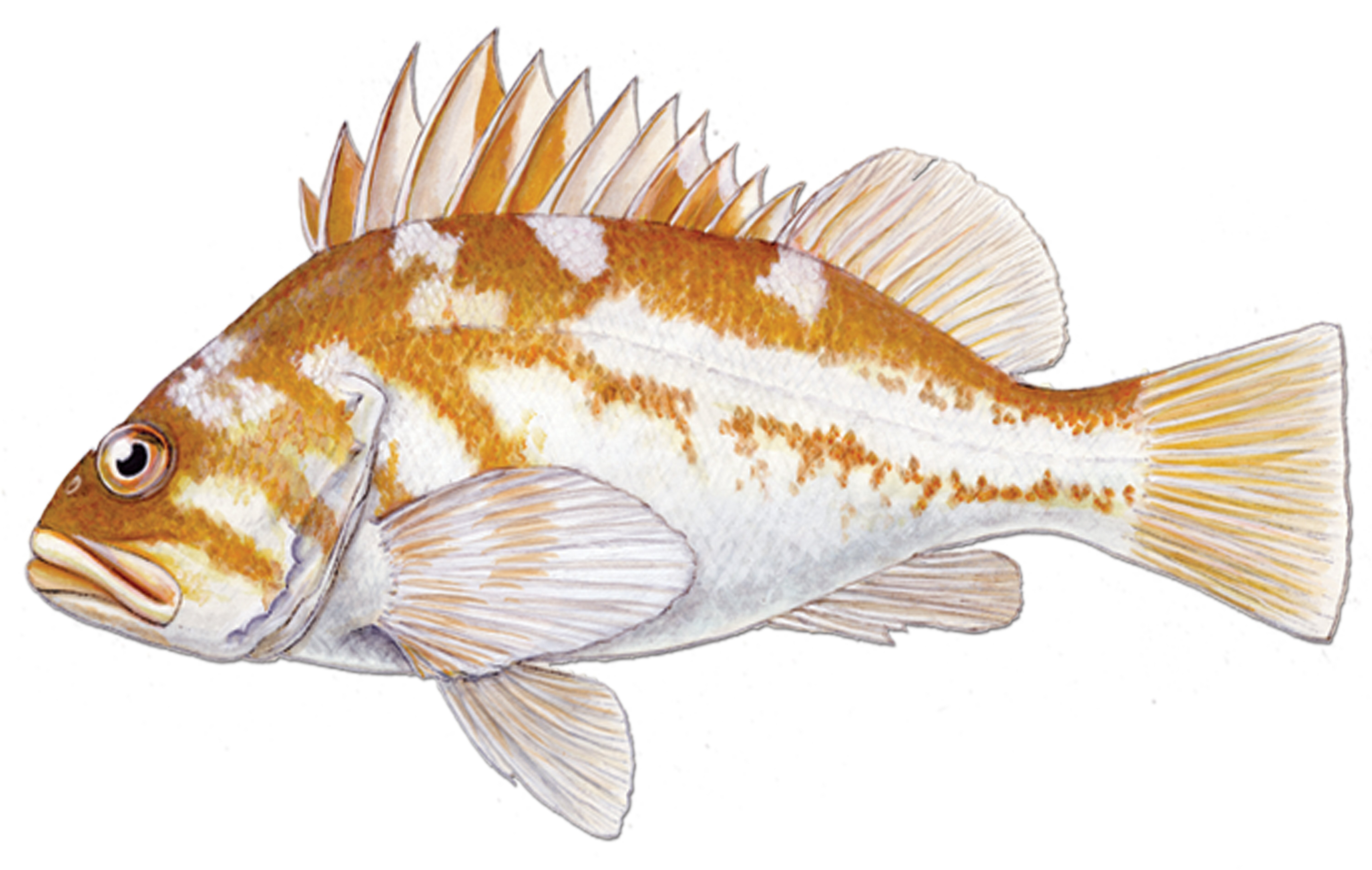 Copper rockfish fishid2
